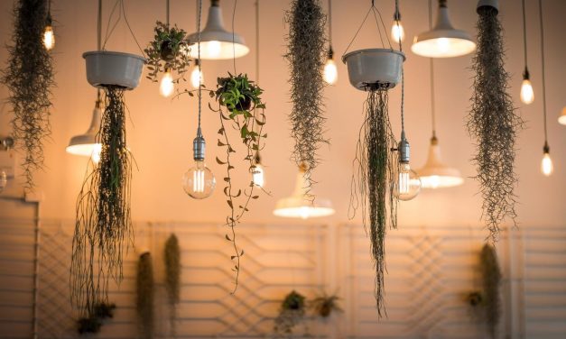 5 Best Ways to Decorate a Home Using Plants